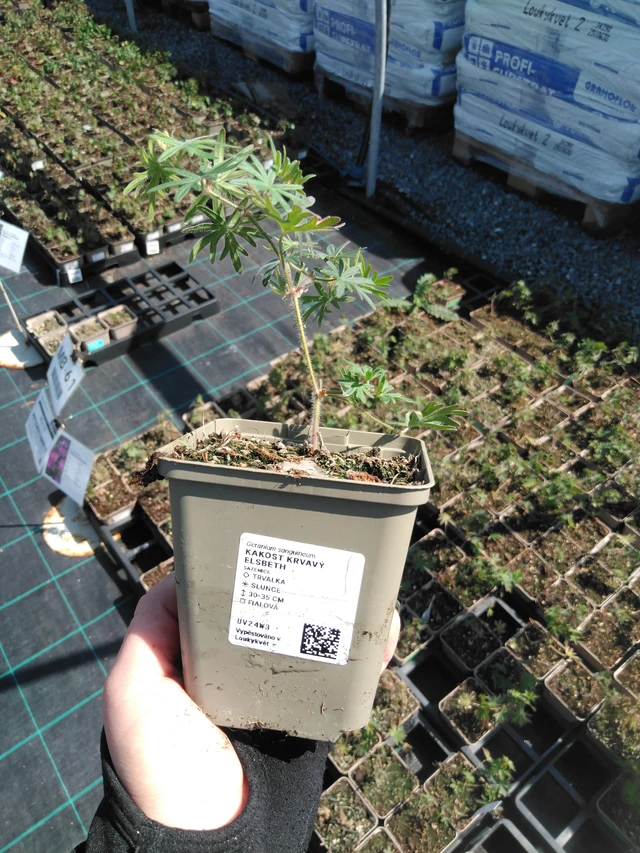 Verikurjenpolvi Elsbeth - 13. 5. 2025