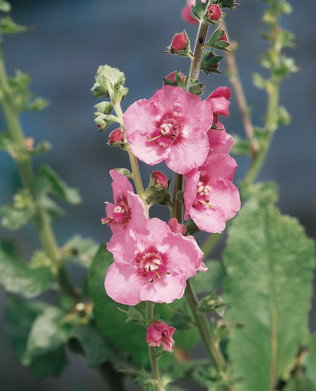 Mullein Pink Domino, Loukykvět