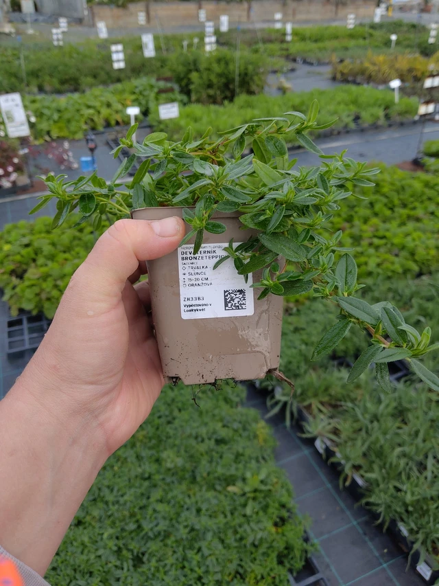 Päivännouto Bronzeteppich - 9. 10. 2025