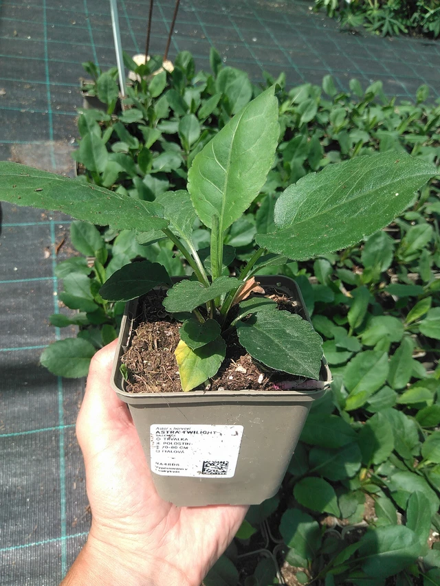 Asteri Twilight - 24. 6. 2025