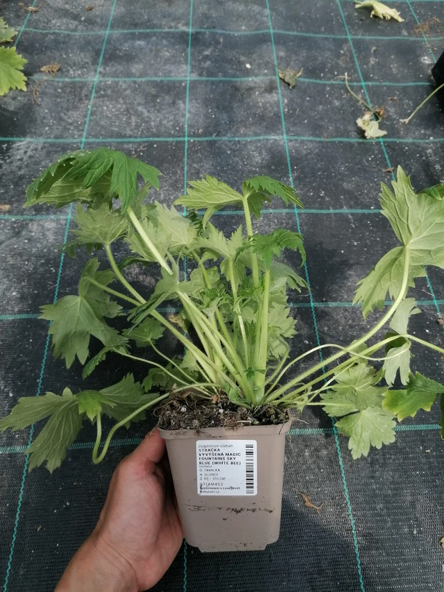 Espuela de caballero Magic Fountains Sky Blue (White Bee) - 2024