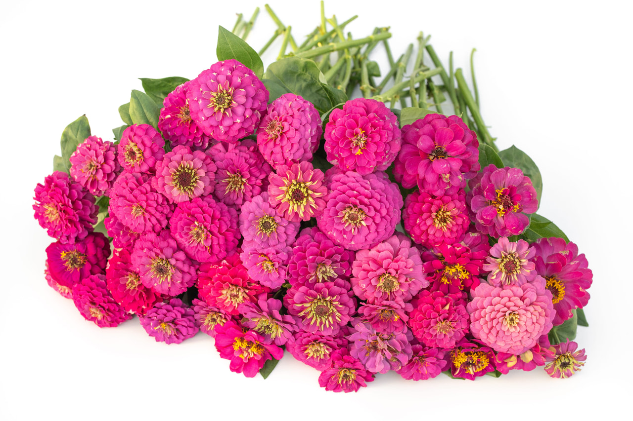 Tsinnia Oklahoma Carmine, Loukykvět