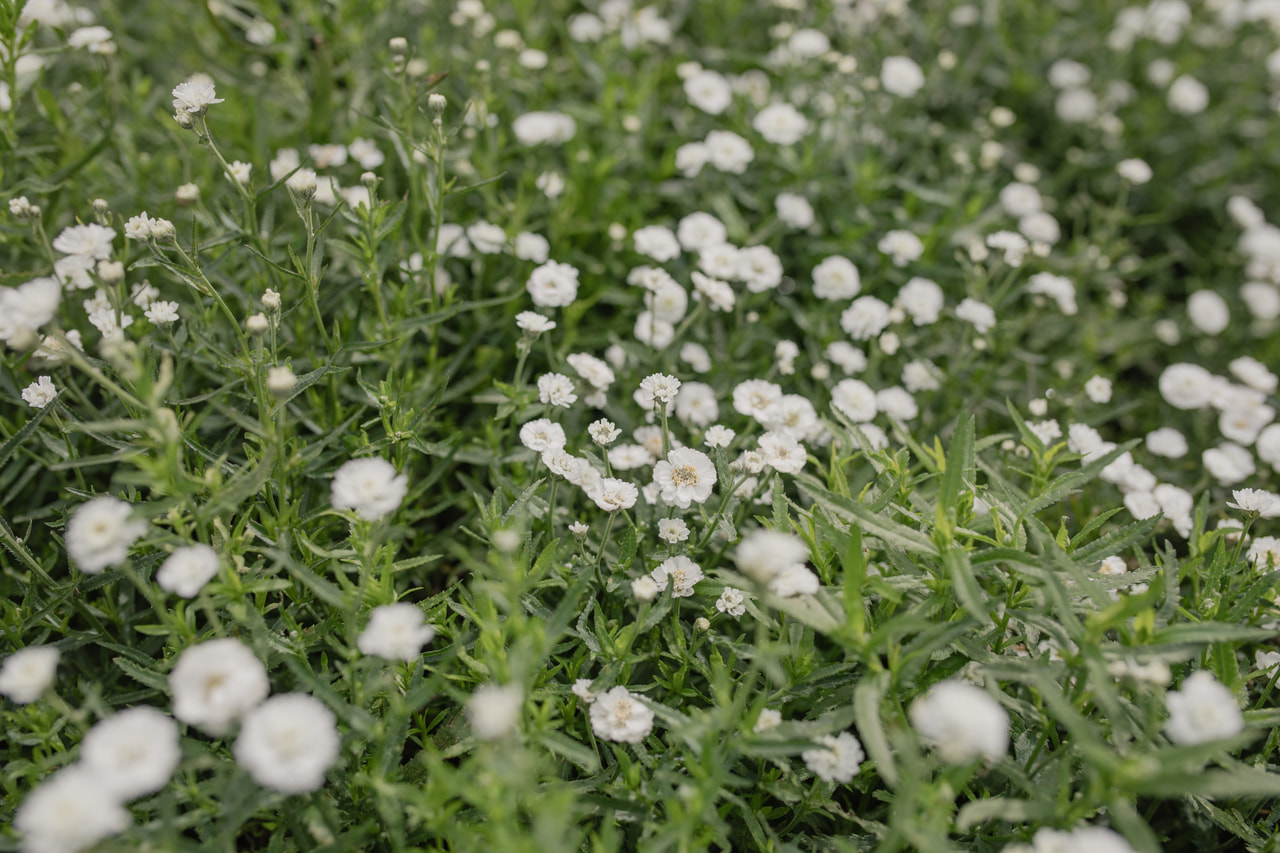 Kärsämö The Pearl, Loukykvět