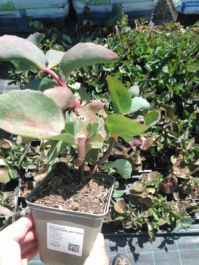 Sedum Matrona - 24. 6. 2025