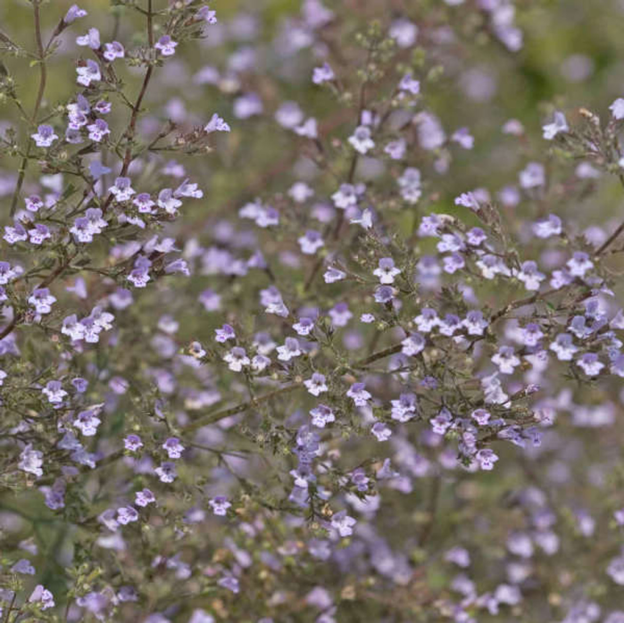 Käenminttu Blue Cloud, Loukykvět