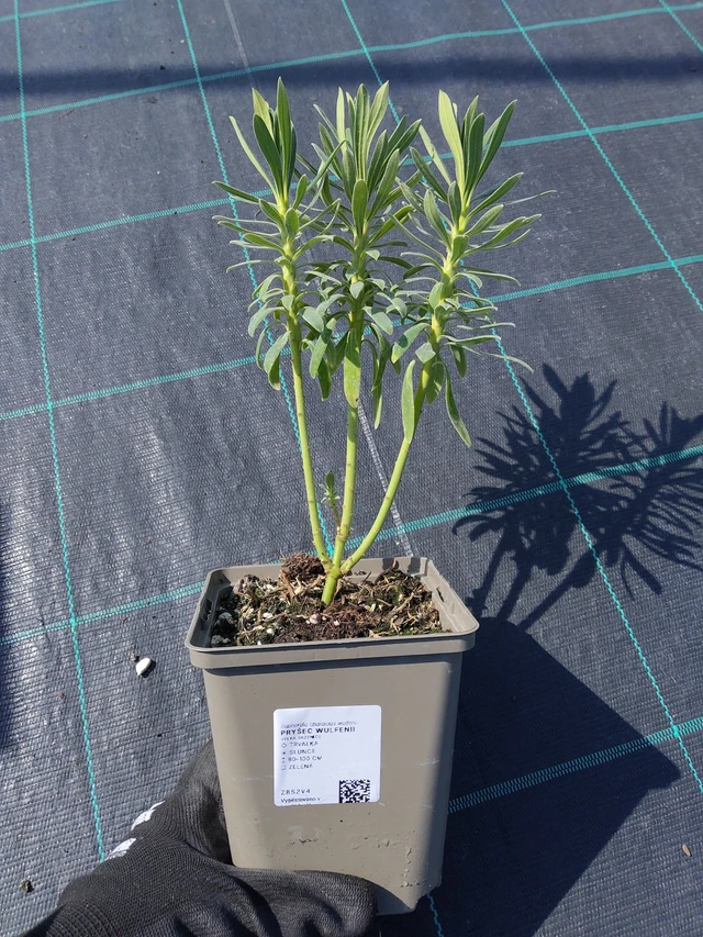 Euphorbe Wulfenii - 13. 5. 2026
