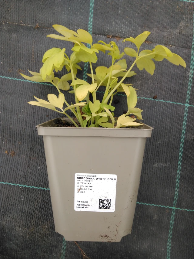 Dicentra White Gold - 1. 4. 2026