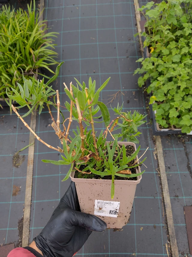 Morsiusharso Perfecta - 12. 9. 2025