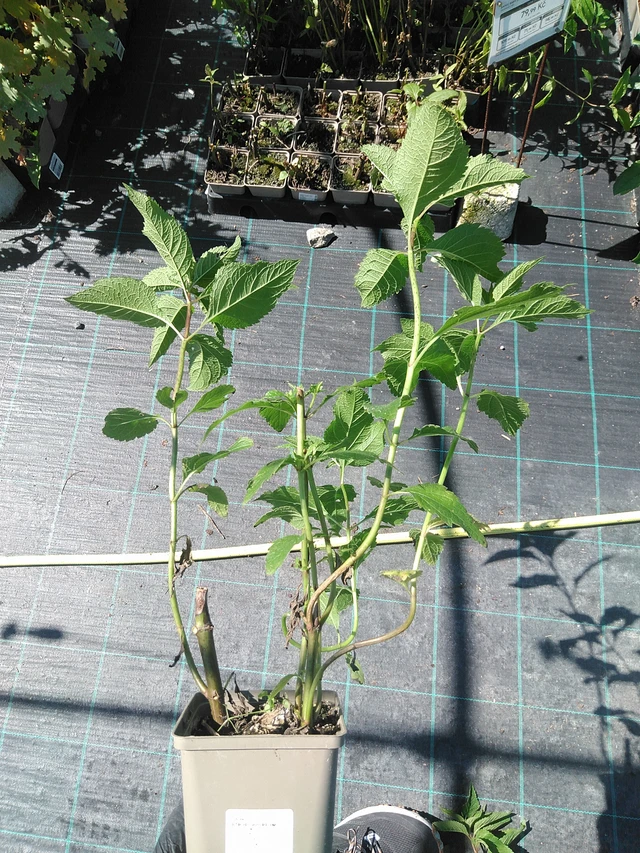 Punalatva Atropurpureum - 19. 8. 2025