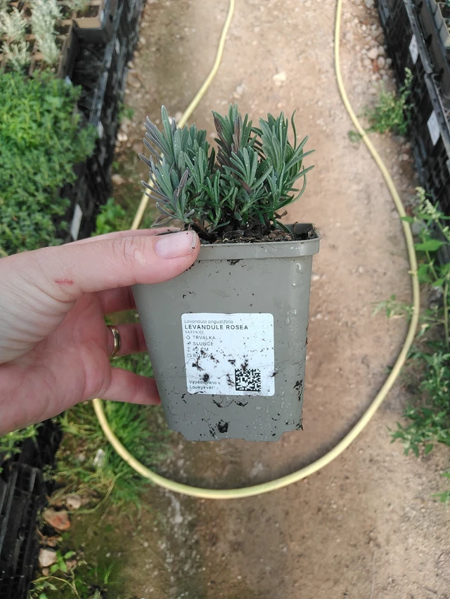 Laventeli Rosea - 19. 8. 2025