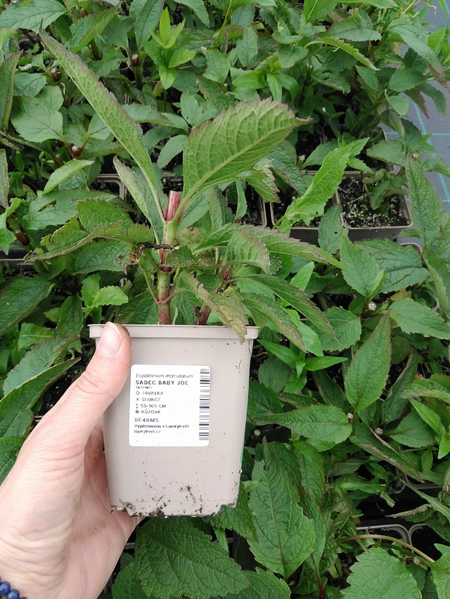 Punalatva Baby Joe - 9. 6. 2025