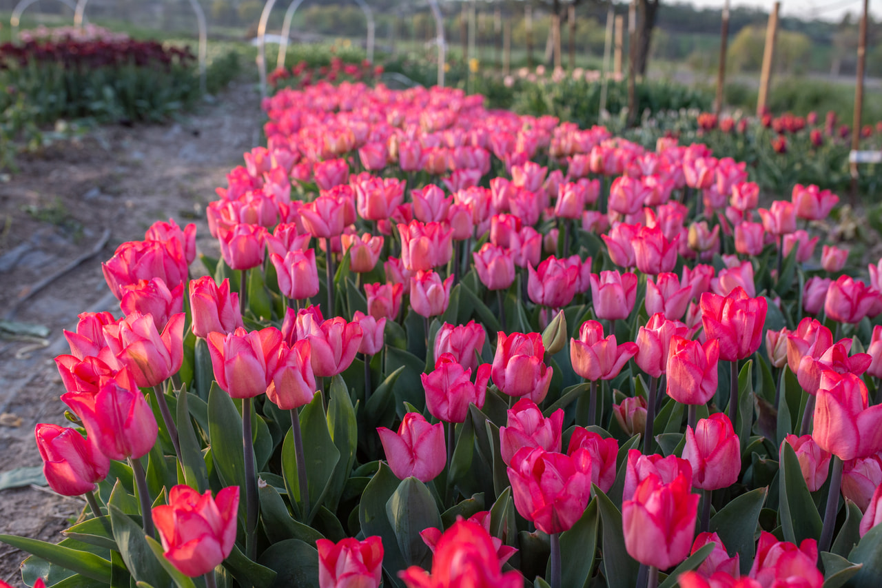 Tulppaani Lydia, Loukykvět