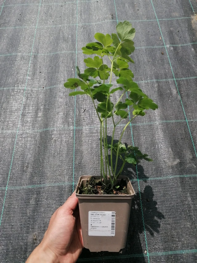 Aguileña Heidi - 2024