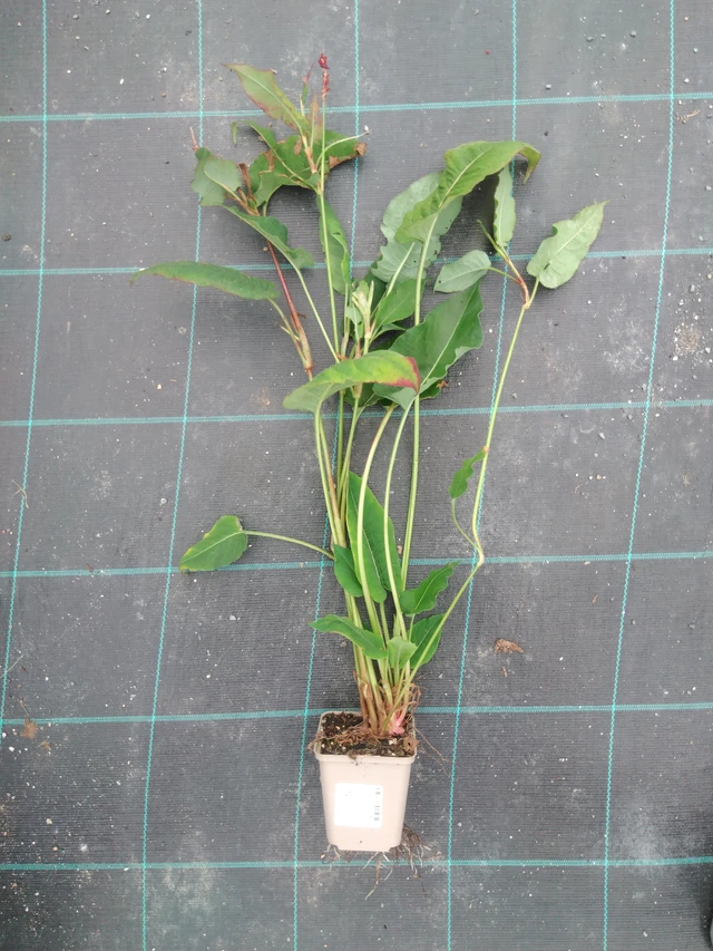 Konnantatar Fat Domino - 2024