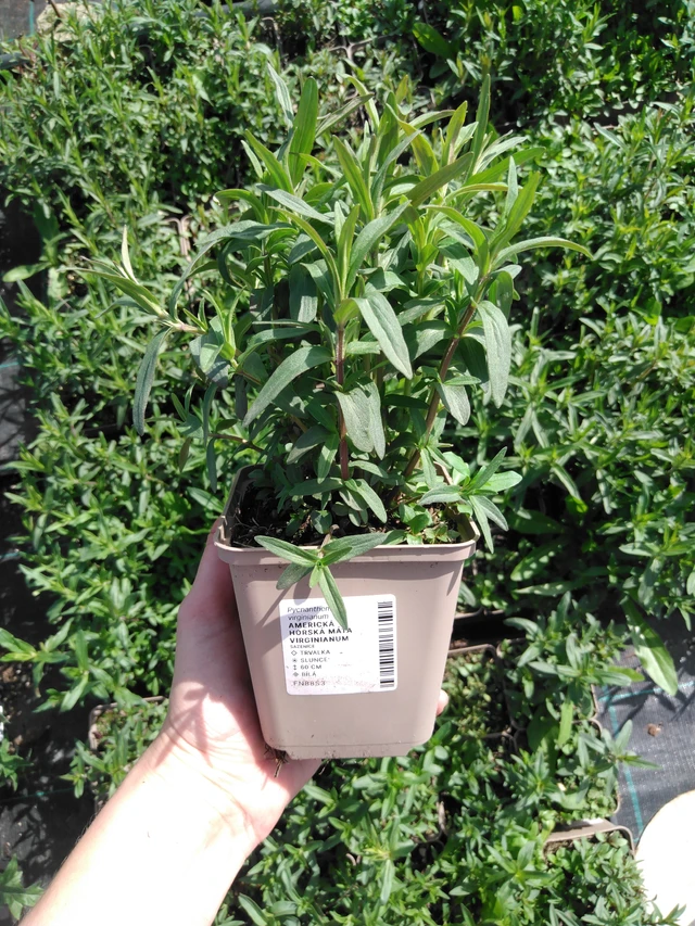 Menta de montaña Virginianum - 2024