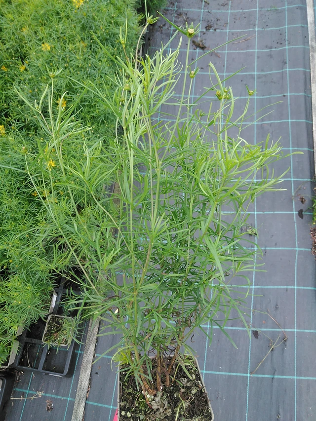 Krásnoočko Zagreb - 29. 7. 2025