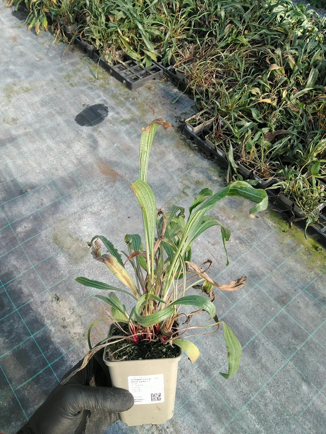 Punahattu Hula Dancer - 31. 10. 2025