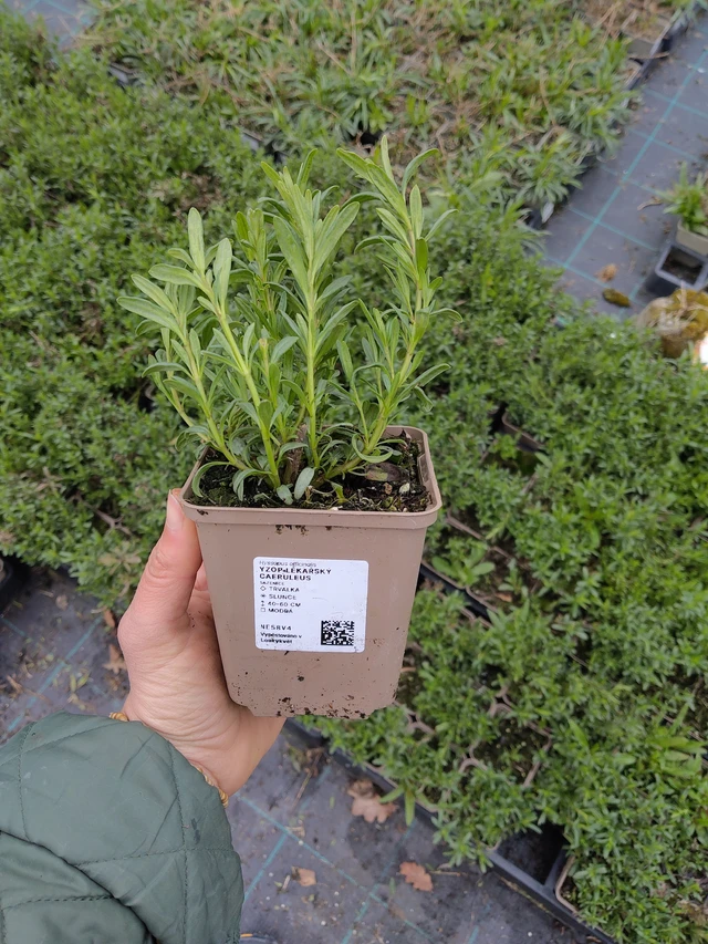 Hisopo Caeruleus - 21. 4. 2026