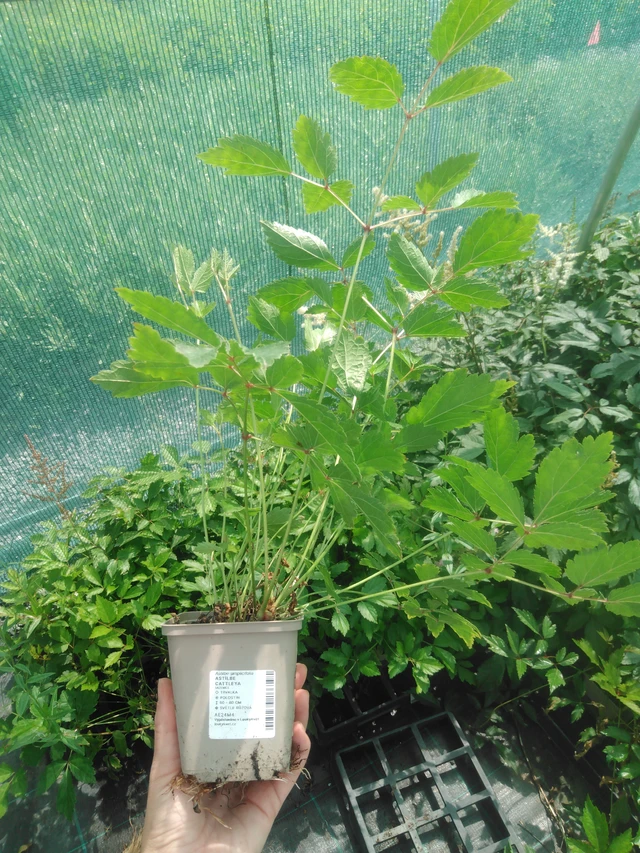 Jaloangervo Cattleya - 2024