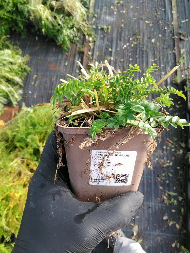 Sinilatva Filigree Skies - 31. 10. 2025