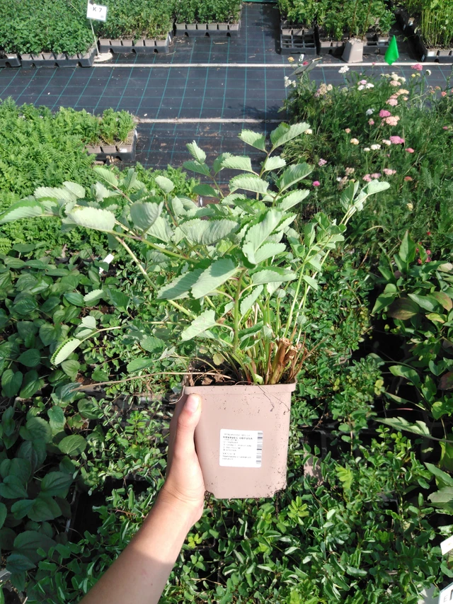 Japaninluppio - 2024