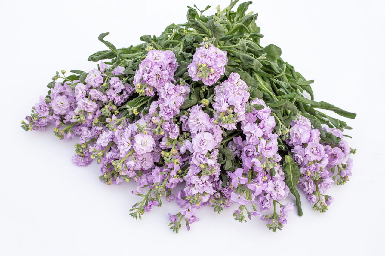 Stock Quartet Marine, Loukykvět