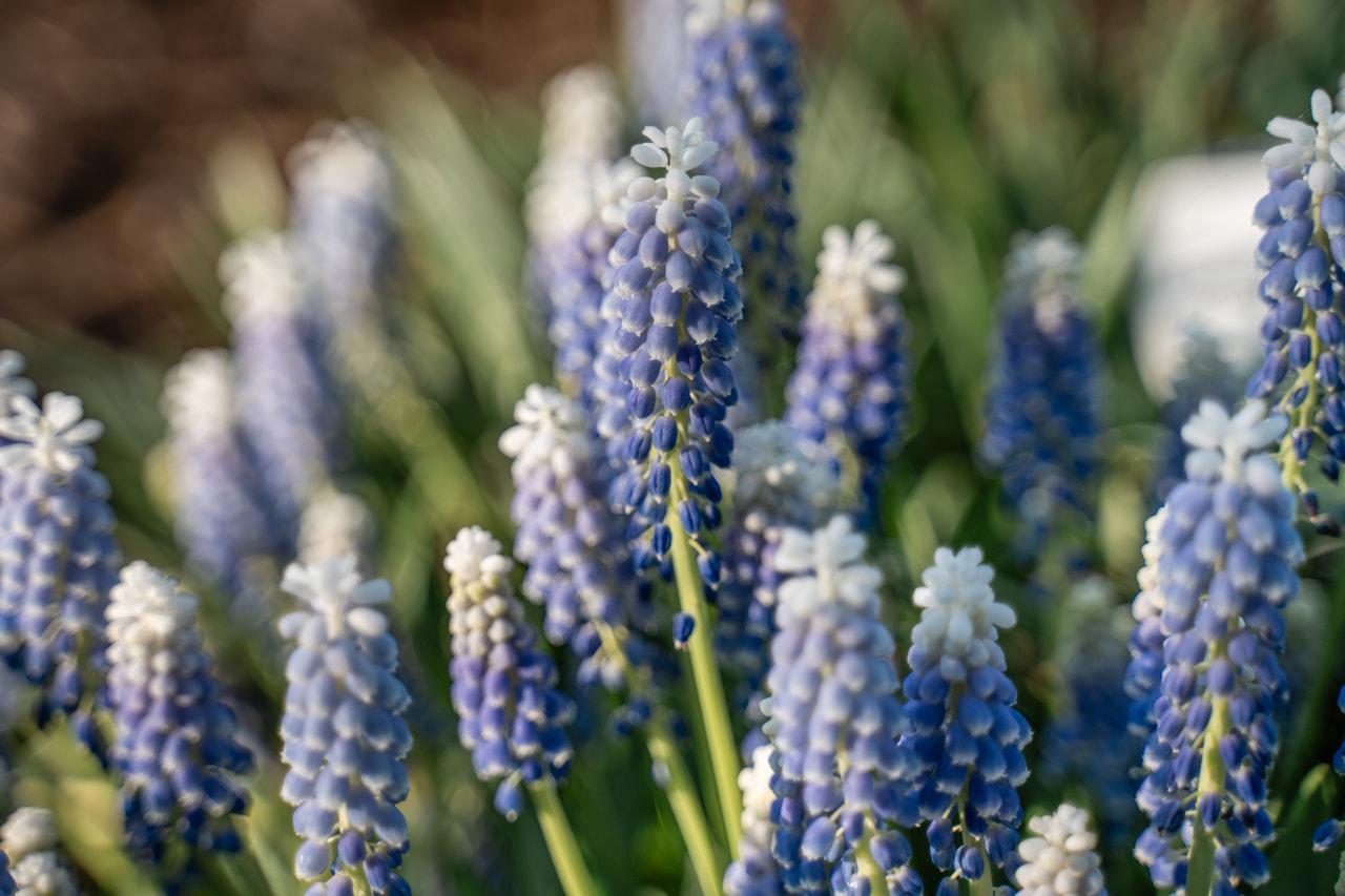 Muscari Carola, Loukykvět