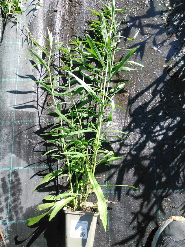 Piisku Moonlight Glory - 19. 8. 2025