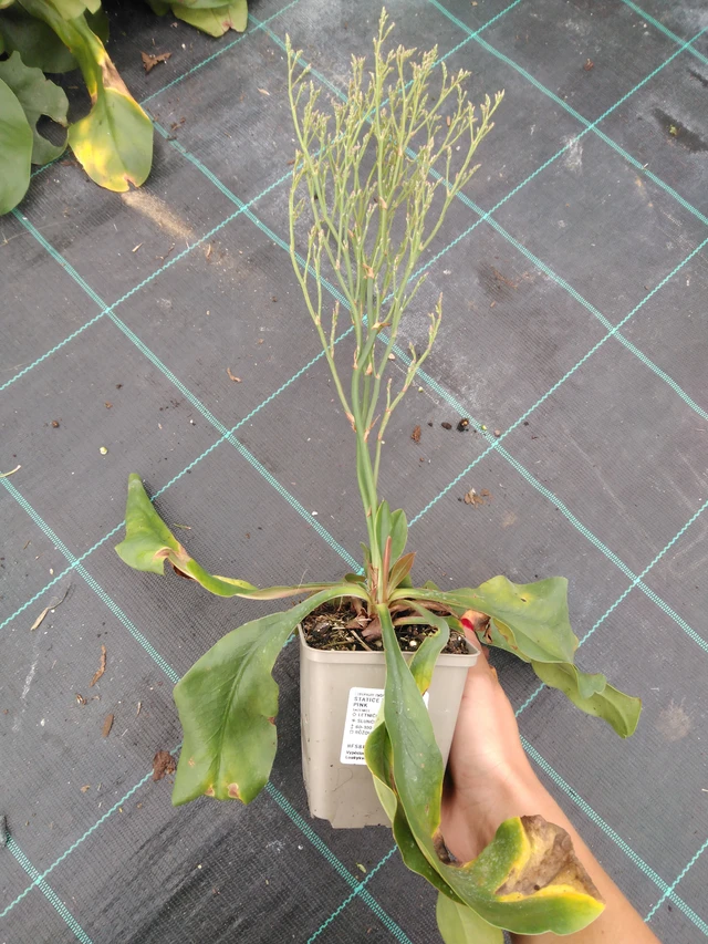 Estatice Tennessee Pink - 10. 9. 2025