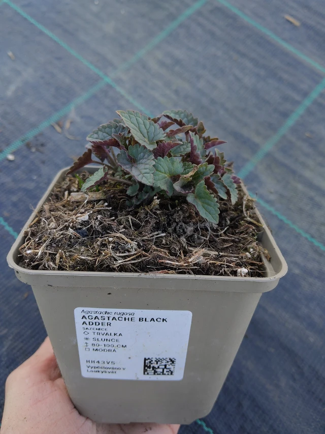 Jätti-iiso Black Adder - 27. 3. 2026