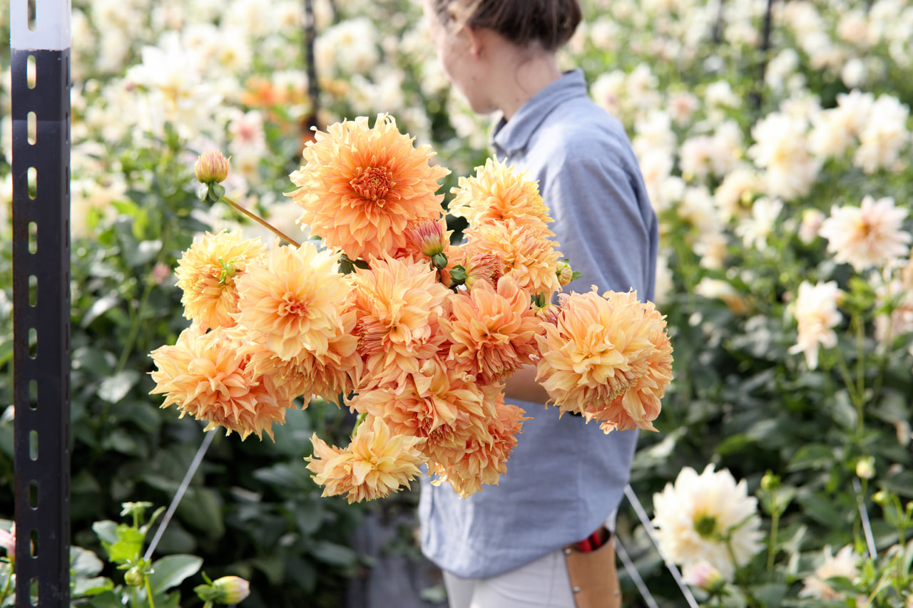 Daalia Mango Madness, Loukykvět