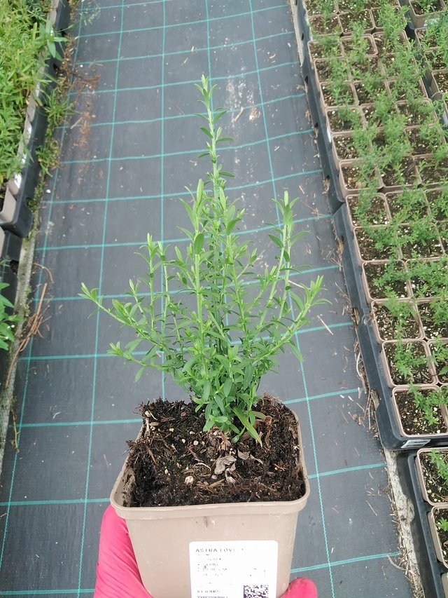 Asteri Lovely - 7. 7. 2025