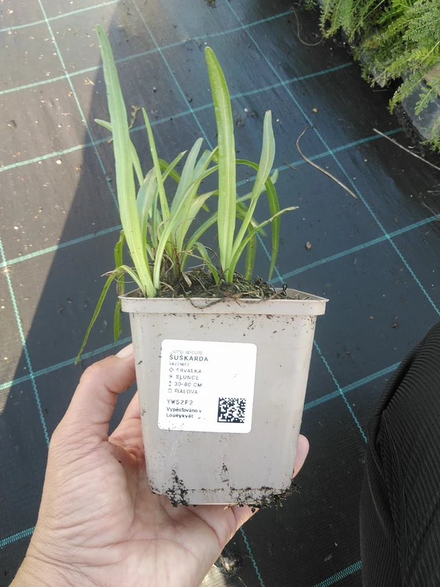 Punatähkä - 11. 9. 2025