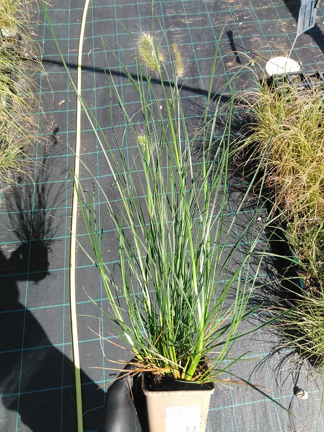 Herbe aux écouvillons Hameln - 19. 8. 2025