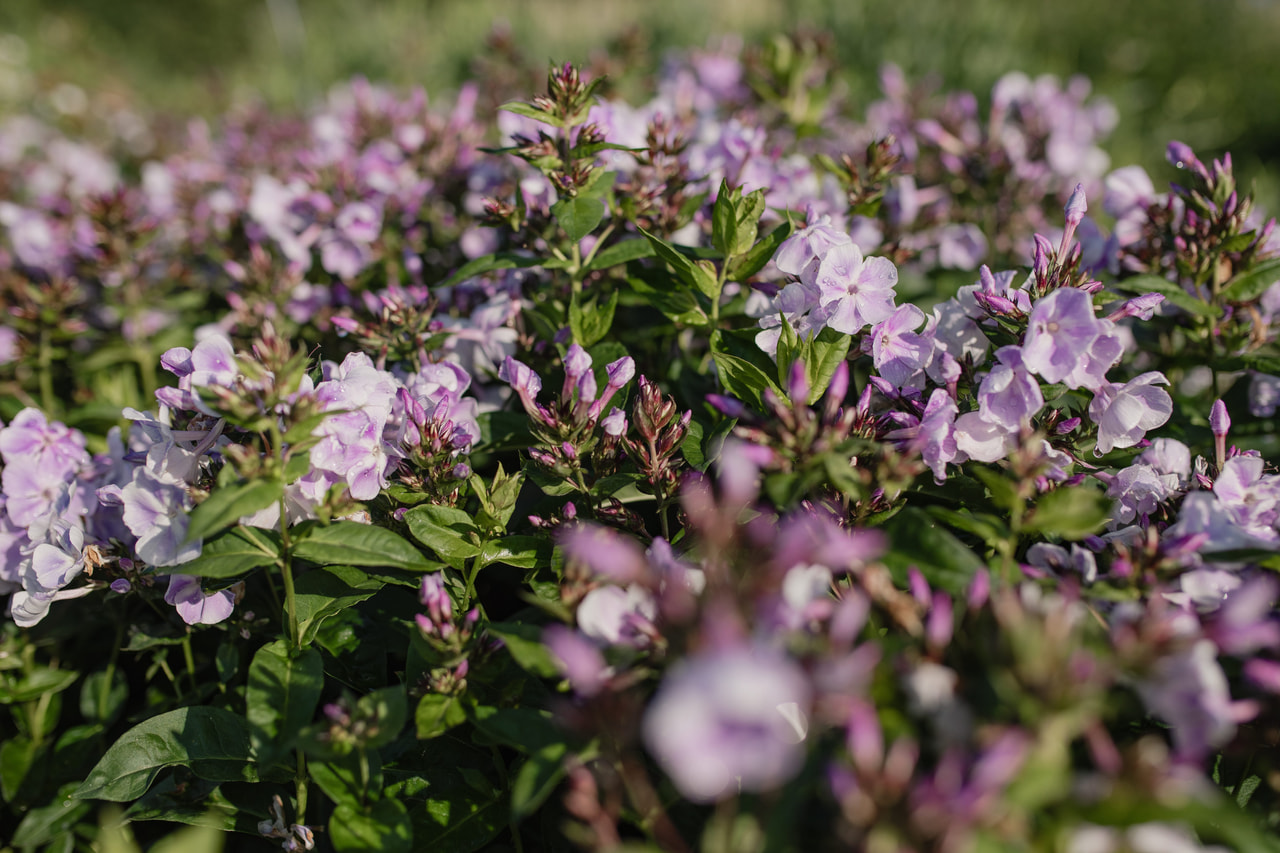 Leimu Sternhimmel, Loukykvět