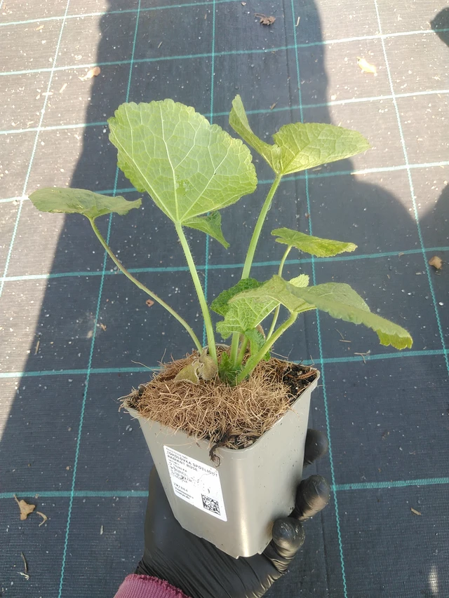 Salkoruusu Spotlight Radiant Rose - 1. 9. 2025