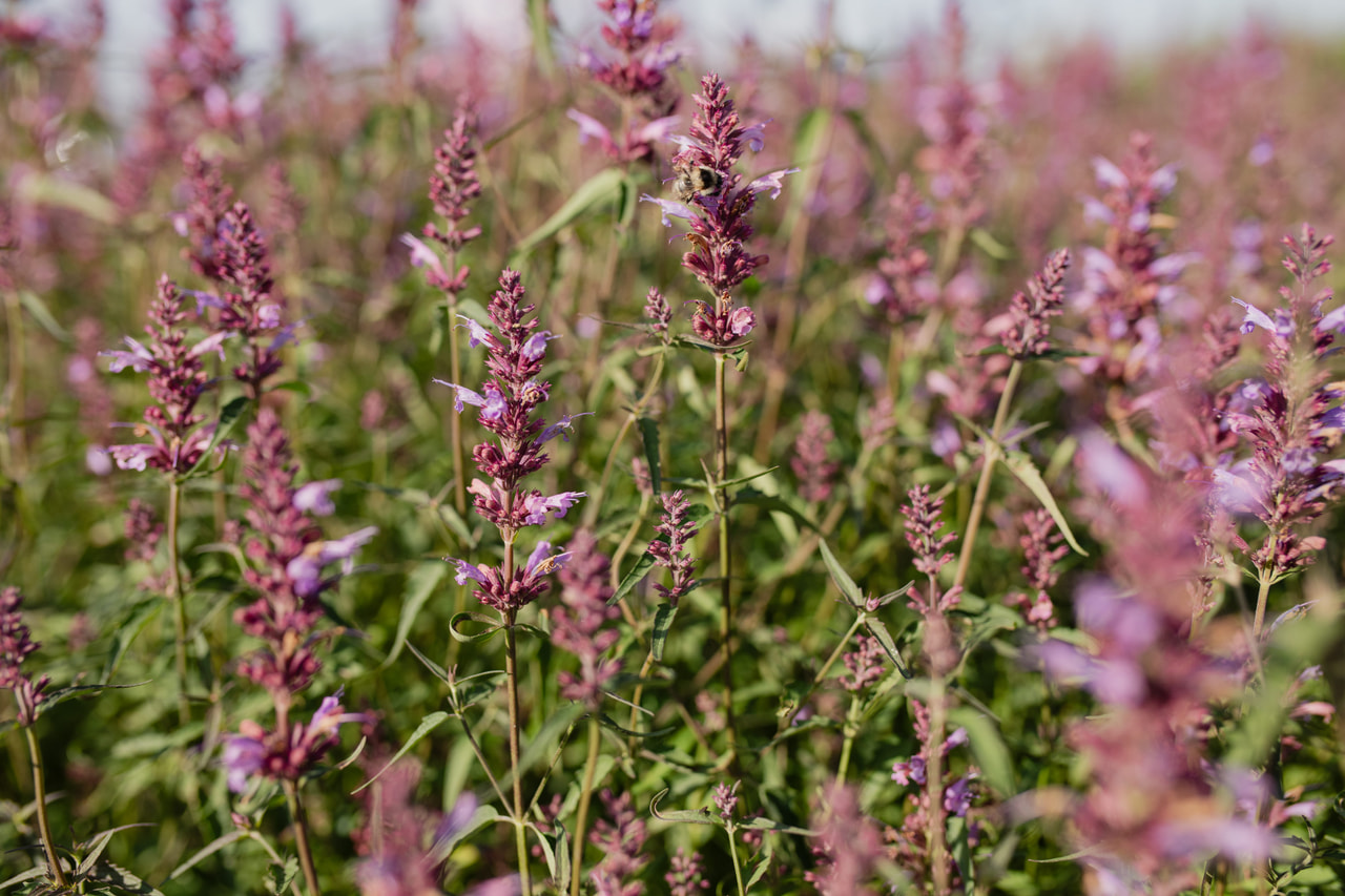 Iiso Linda, Loukykvět