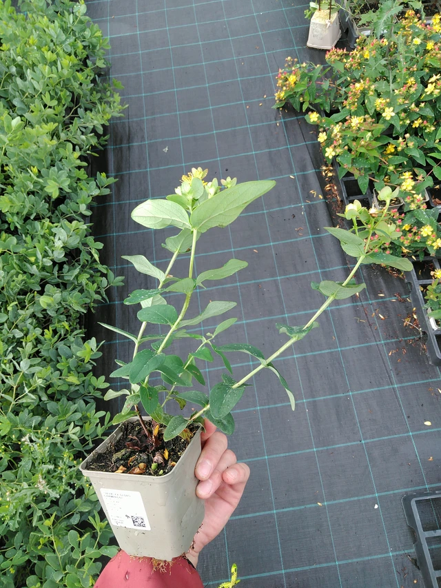 Hipérico Globo Champagne - 28. 7. 2025