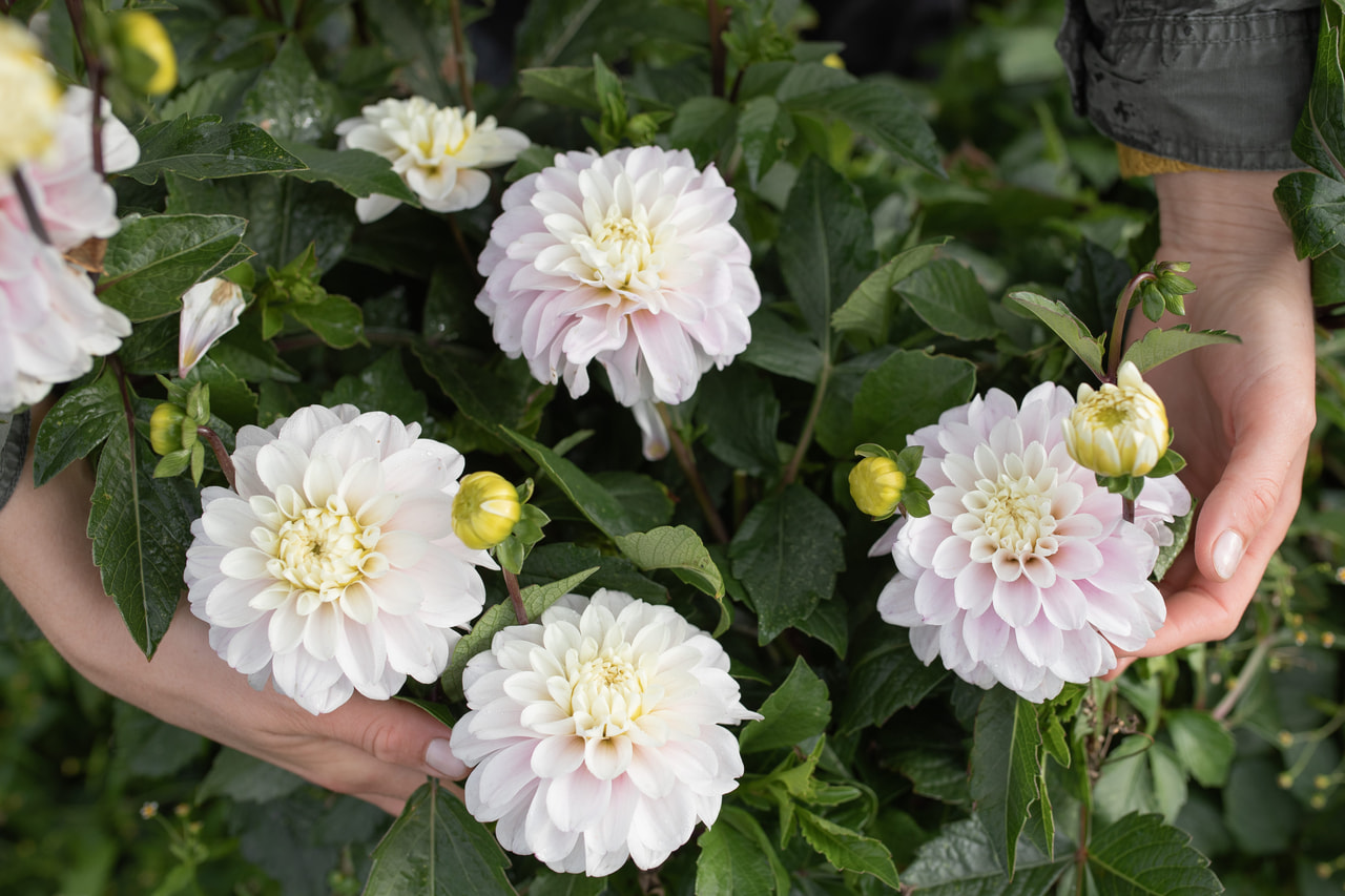 Daalia Cayen, Loukykvět