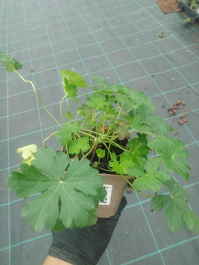 Peittokurjenpolvi Lohfelden - 10. 9. 2025