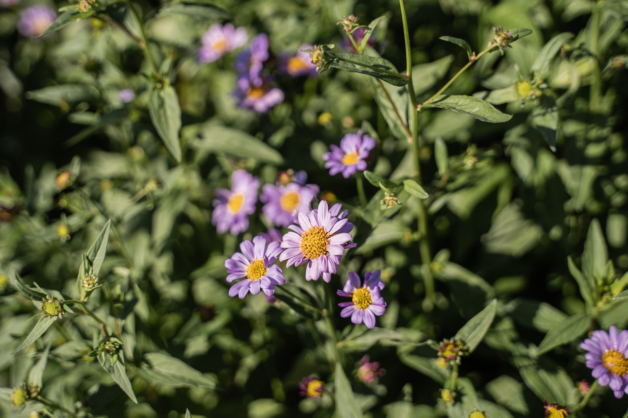 Tiukuasteri Antonia, Loukykvět