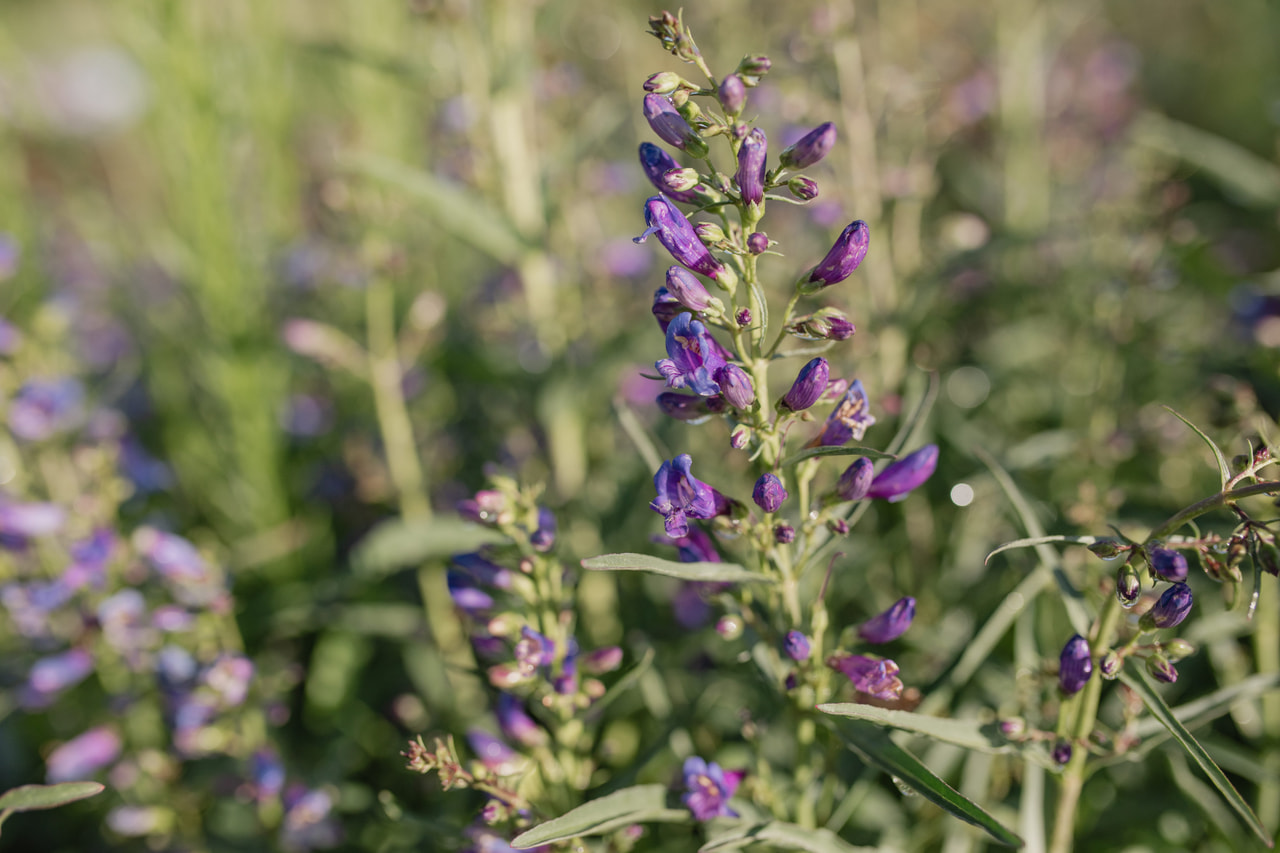 Partapipo Twizzle Blue, Loukykvět