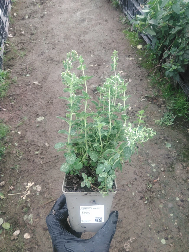 Mäkimeirami - 10. 9. 2025