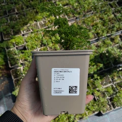 Plantón
