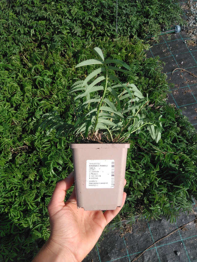 Luppio Purple Tails - 2024