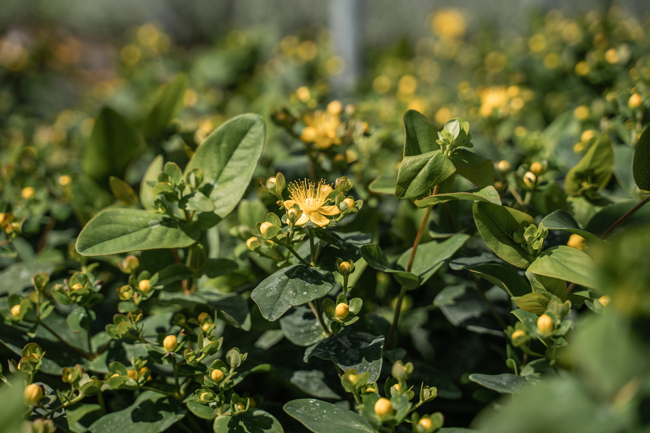 Hipérico Globo Champagne, Loukykvět