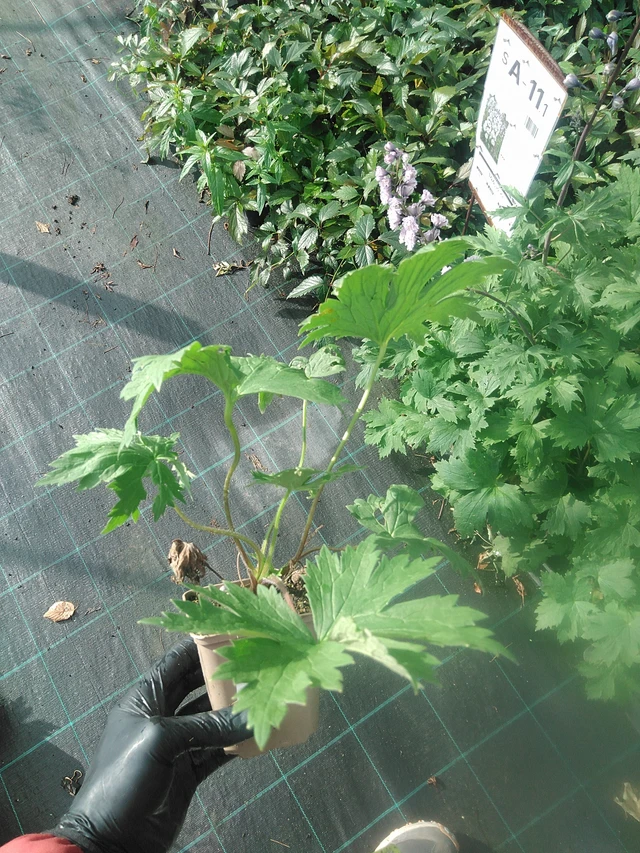 Espuela de caballero Highlander Cha Cha - 13. 10. 2025