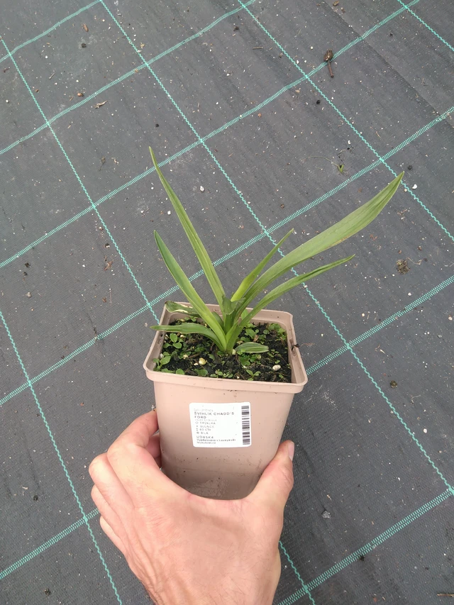 Gaura Chadd's Ford - 25. 7. 2025