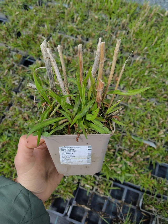 Boltonia decurrens - 21. 4. 2026