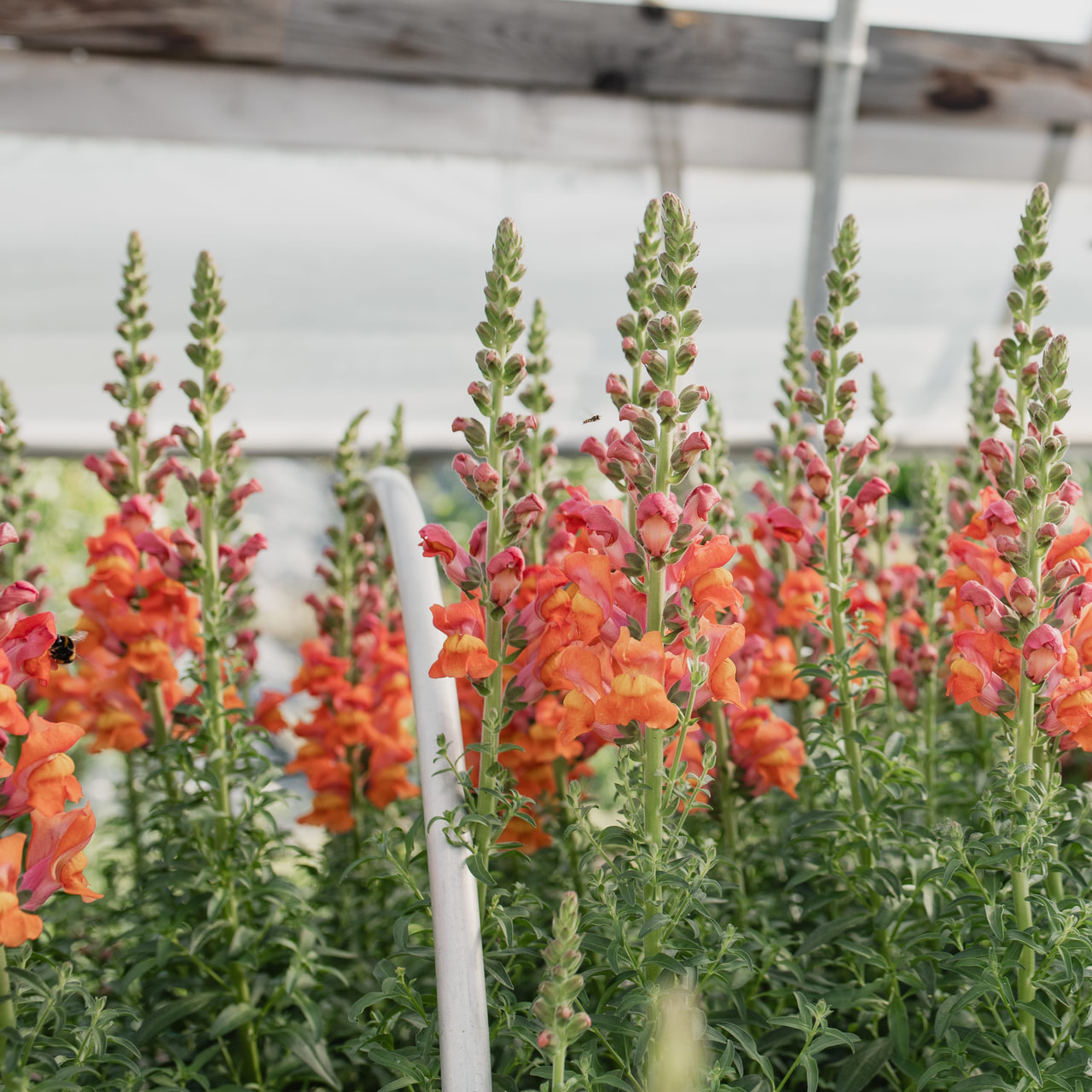 Leijonankita Potomac Orange, Loukykvět